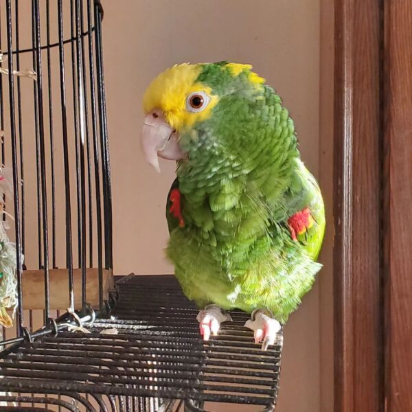 Luna (Female Amazon Parrot)