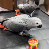 Pair African Grey Parrots - Image 3