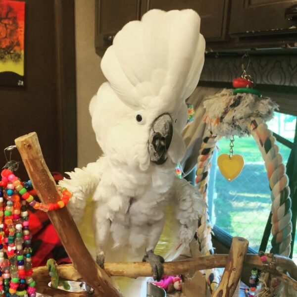 Female Umbrella Cockatoo