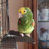 Luna (Female Amazon Parrot) - Image 2