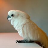 Female Umbrella Cockatoo - Image 2