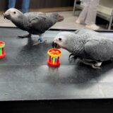 Pair African Grey Parrots - Image 2