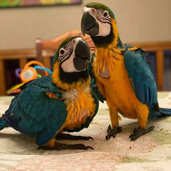 Blue & Gold Macaw