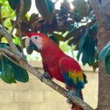 Pair Scarlet Macaw Parrots - Image 4