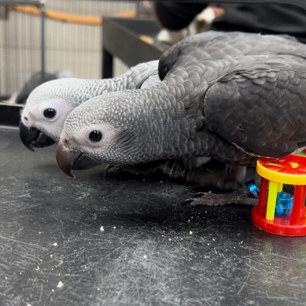 Pair African Grey Parrots