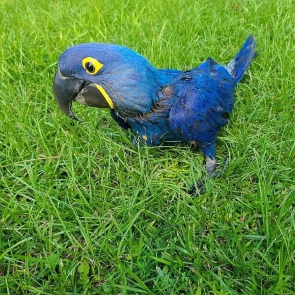 Mia (Female Hyacinth Macaw)