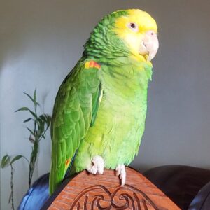 https://preciousbirdsfarm.com/wp-content/uploads/2024/05/A-sleeping-gargoyle.birb-birdsofinstagramamazon-parrotsofinstagram-parrot-parrots-parrotslover-birdmemes-parrotslife-instagrampets-parrotmemes-birdstagram-yellowheadedamazon-fluffybird-chun-1-300x300.jpg