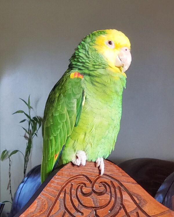 Cindy (Female Amazon Parrots)