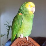 Cindy (Female Amazon Parrots) - Image 2