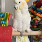 Male Citron Cockatoo - Image 5