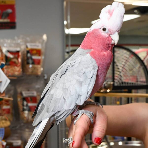 Female Galah Cockatoo