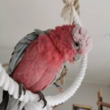 Female Galah Cockatoo - Image 3