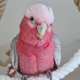 Female Galah Cockatoo - Image 2