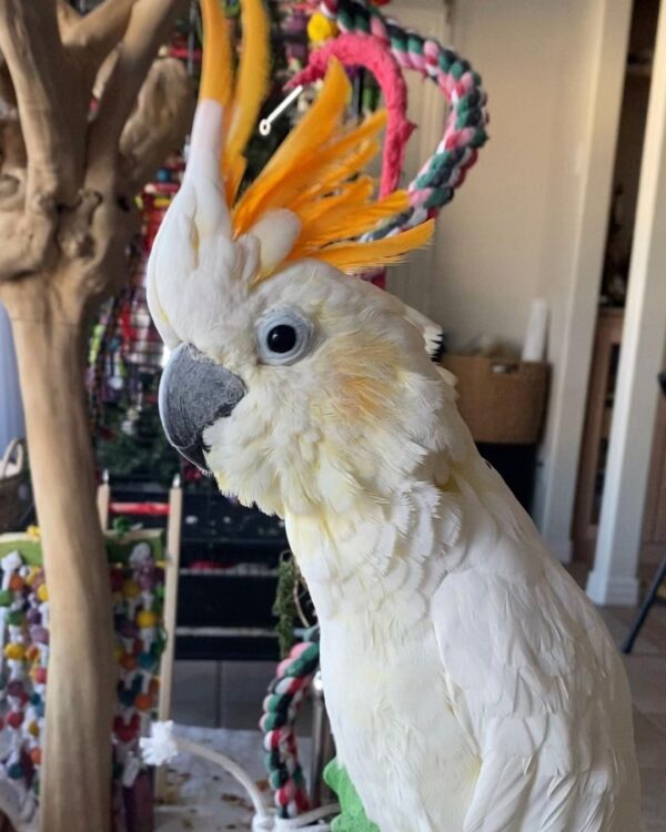 Male Citron Cockatoo