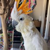 Male Citron Cockatoo - Image 4