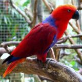 Sollomons Island Eclectus Birds - Image 4