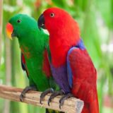 Sollomons Island Eclectus Birds - Image 3