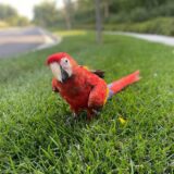 Pair Scarlet Macaw Parrots - Image 3