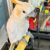 Male Citron Cockatoo - Image 3