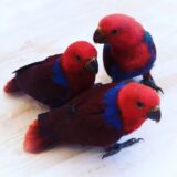 Sollomons Island Eclectus Birds - Image 2