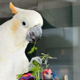 Male Citron Cockatoo - Image 2