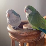 Pair Quaker Parrot - Image 2