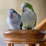 Pair Quaker Parrot - Image 3