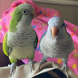 https://preciousbirdsfarm.com/wp-content/uploads/2024/05/Pair-Of-Quaker-parrots-3-300x300.jpg