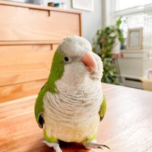 https://preciousbirdsfarm.com/wp-content/uploads/2024/05/Quaker-parrot-2-1-300x300.jpg