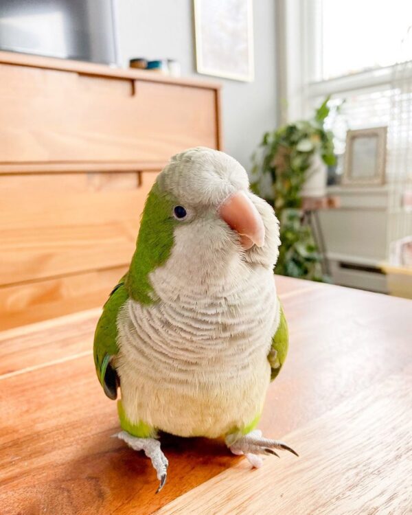 Quaker Parrot