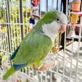 Quaker Parrot - Image 2