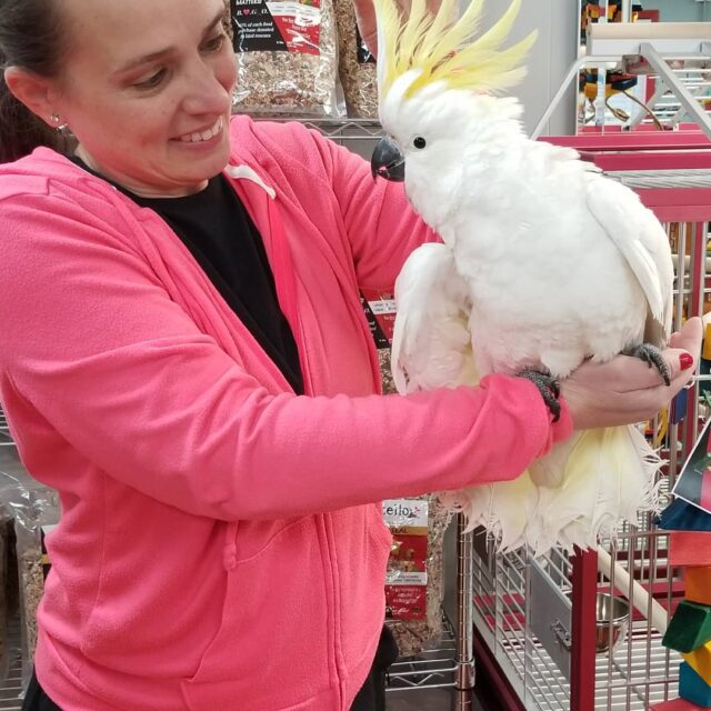 https://preciousbirdsfarm.com/wp-content/uploads/2024/05/Sulphurcrested-Cockatoo-640x640.jpg