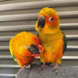 Sally & Rio Pair Sun Conure Parrots - Image 2