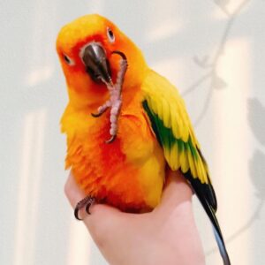 https://preciousbirdsfarm.com/wp-content/uploads/2024/05/Sun-Conure-4-300x300.jpg