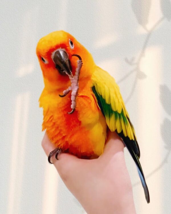 Female Sun Conure Parrot