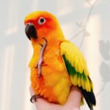 Female Sun Conure Parrot - Image 3