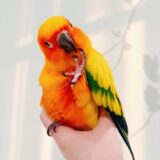 Female Sun Conure Parrot - Image 2