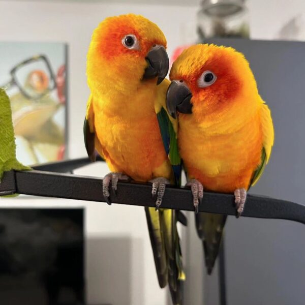 Sally & Rio Pair Sun Conure Parrots