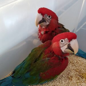 https://preciousbirdsfarm.com/wp-content/uploads/2024/05/groenvleugelara-macawsofinstagram-macaws-greenwingmacaws-babybird-sliedrecht-papegaaienspeciaalzaak-300x300.jpg