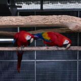 Pair Scarlet Macaw Parrots - Image 2