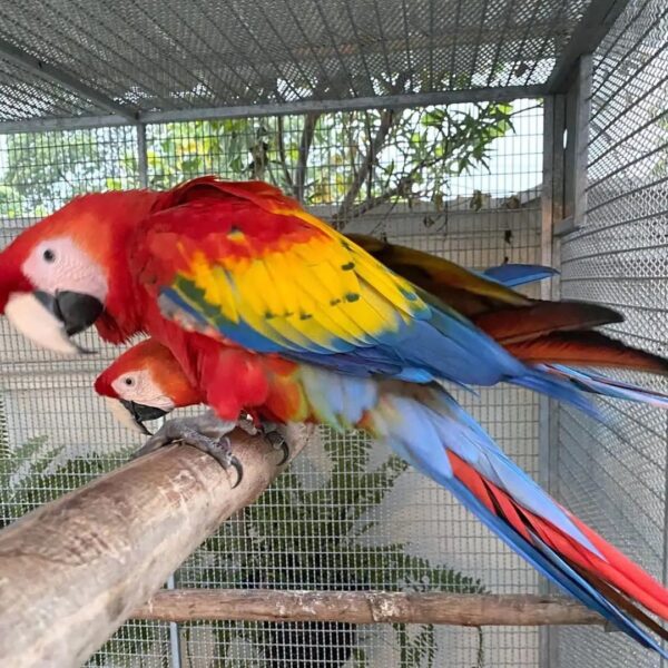 Pair Scarlet Macaw Parrots