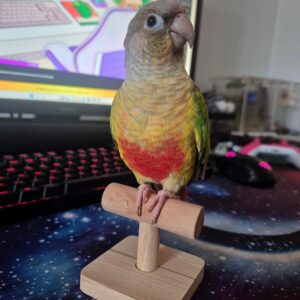 https://preciousbirdsfarm.com/wp-content/uploads/2024/05/pineapple-conure-1-300x300.jpg