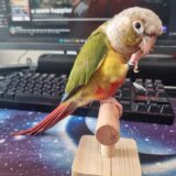 Pineapple Conure - Image 2