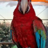 Pair Green Wing Macaw - Image 3