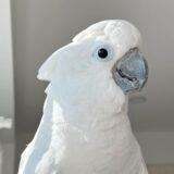 Female Umbrella Cockatoo - Image 3